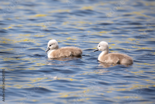 Chickens of bird mute swan (Cygnus olor) swim in spring on pond, Czech Republic Europe wildlife