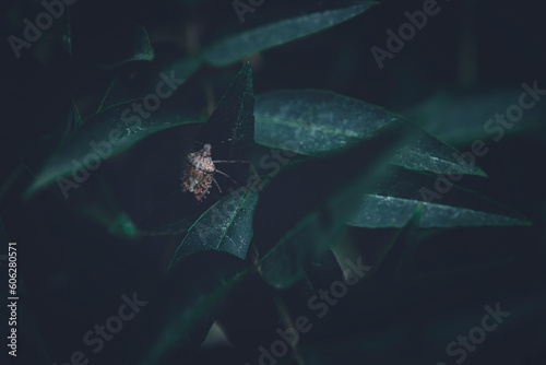 Stink bug resting on green leaves photo