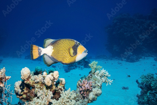 Titan Triggerfish (Balistoides Viridescens), Red Sea, Egypt photo