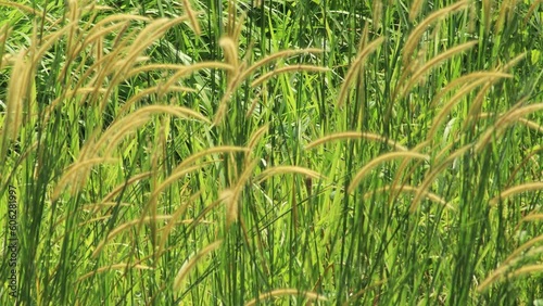 Lalang Grass (Imperata Cylindrical) Flower photo