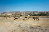 Horse farm in Cappadocia, Goreme National Park, Turkey, Large field where horses of different colors eat straw, Mountain on backdrop