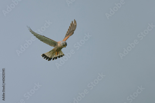 Kestrel Falco tinnunculus in flight looking for prey