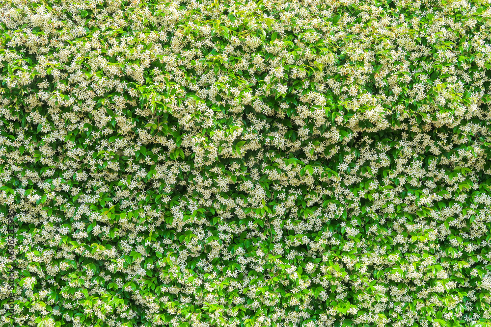 Jasmine plant flower flowering white petsli detail close up nature Jasmine plant flower flowering white petsli detail close up nature