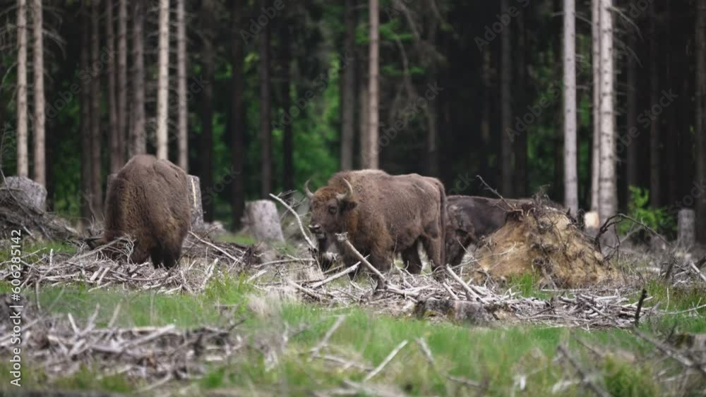 wild living European wood Bison, also Wisent or Bison Bonasus, is a large land mammal and was almost extinct in Europe, but now reintroduced to the Roothaarsteig mountains in Sauerland Germany. wild living European wood Bison, also Wisent or Bison Bonasus, is a large land mammal and was almost extinct in Europe, but now reintroduced to the Roothaarsteig mountains in Sauerland Germany.