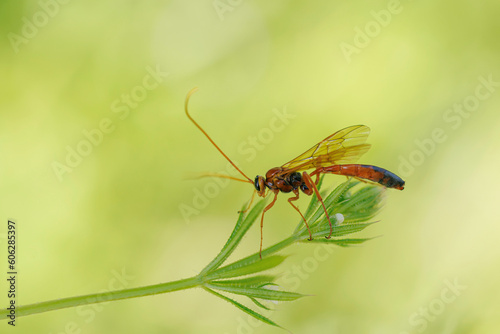 Close-up of an Ichneumonidae wasp sitting on a plant