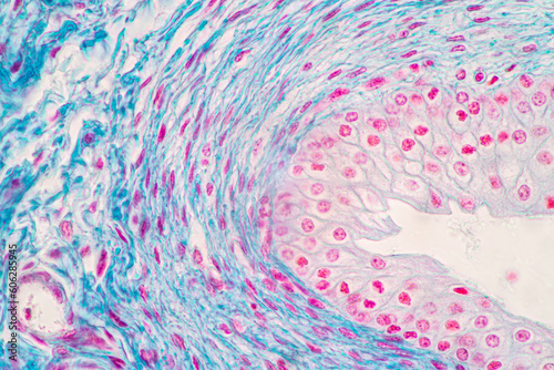 Foto Showing Light micrograph of the Adrenal gland and Urinary bladder human under the microscope for education in the laboratory