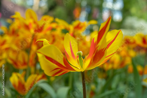 Tulips  Tulipa  Fly Away bloom in a garden at Singapore. Red and yellow Lily-flowered.