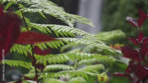 Flora and Melanting waterfall, Wanagiri Sukasada Pancasari Sukasada, Gobleg, Kabupaten Buleleng, Bali, Indonesia, South East Asia photo