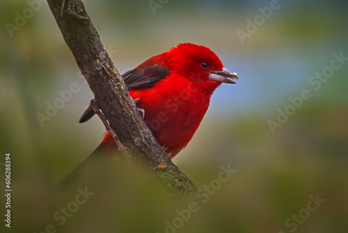 Brazilian tanager, Ramphocelus bresilius, red bird sitting on the branch in the nature habitat, Brazil. Red tanager in green vegetatin, South America. photo