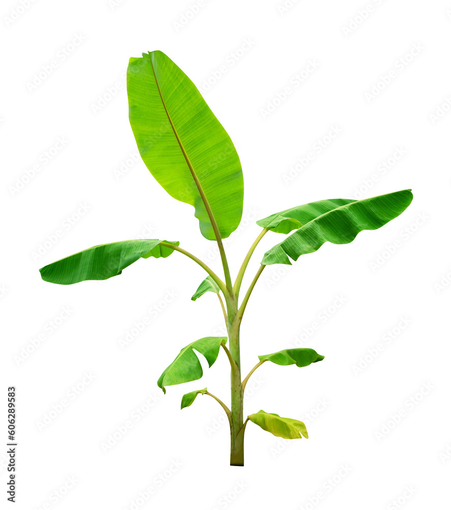 banana tree,green leaves pattern isolated banana tree,green leaves pattern isolated