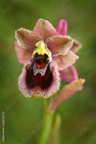 Ophrys tenthredinifera x passionis garganica hybryd Gargano in Italy. European terrestrial wild orchid, nature habitat. Beautiful detail bloom, spring from Europe. Wild flower on green meadow, ophrys photo