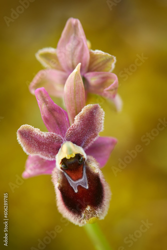 Ophrys tenthredinifera x passionis garganica hybryd Gargano in Italy. European terrestrial wild orchid, nature habitat. Beautiful detail bloom, spring from Europe. Wild flower on green meadow, ophrys photo