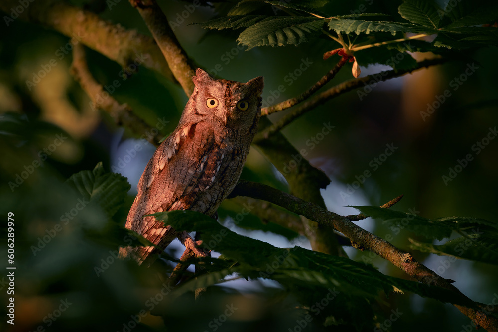 Scops Owl, Otus scops, little owl in the nature habitat, sitting on the green tree branch, forest in the background, Bulgaria. Wildlife scene from nature, sunset.