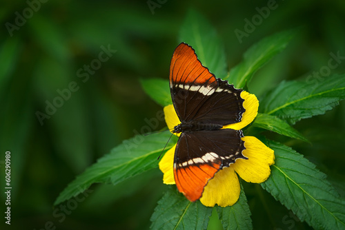 Siproeta epaphus, Rusty-tipped Page orange insect on flower bloom in the nature habitat.  a butterfly in Brazil, South America. Wildlife nature. Tropic butterfly in the jungle forest. Close-up detail. photo
