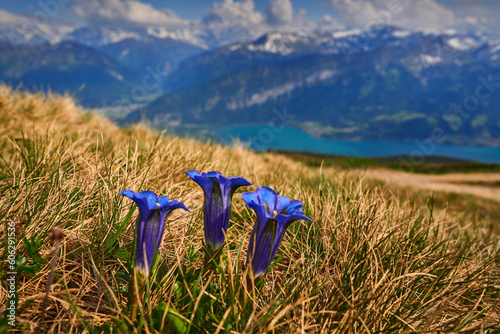 Gentiana acaulis, Koch's Gentian, blue flower bloom on the meadow. Flower with lake and snowy mountain in Switzerland. Spring day in the Alps. Travel in mountain. Three blue platn, wide angle, nature. photo