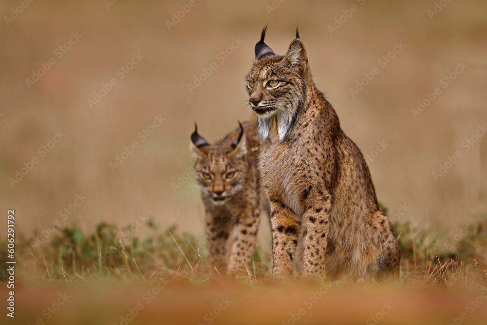 Iberian lynx, Lynx pardinus, wild cat endemic to Iberian Peninsula in southwestern Spain in Europe. Rare cat walk in the nature habitat. Canine feline with spot fur coat, sunset light. Spain wildlife. Iberian lynx, Lynx pardinus, wild cat endemic to Iberian Peninsula in southwestern Spain in Europe. Rare cat walk in the nature habitat. Canine feline with spot fur coat, sunset light. Spain wildlife.