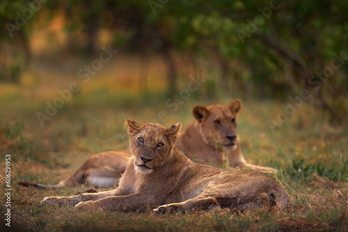 Safari in Africa. Big angry young lion Okavango delta  Botswana. African lion walking in the grass  with beautiful evening light. Wildlife scene from nature. two young Animal in the habitat.