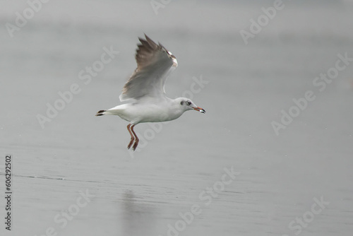 Gull