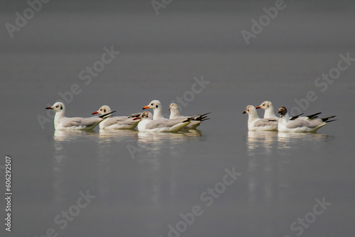Gull