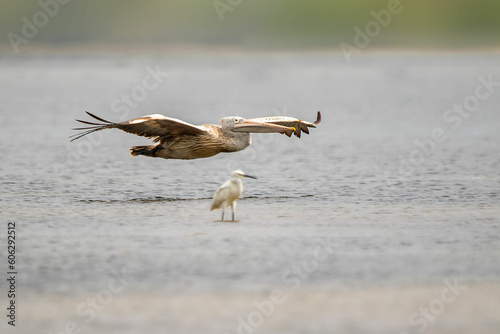 Pelican