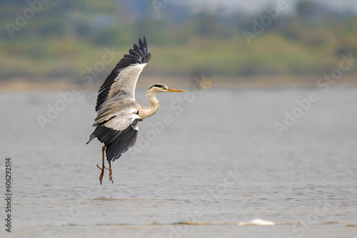 Grey Heron