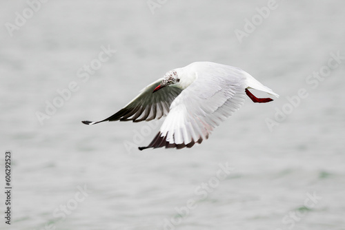 Gull