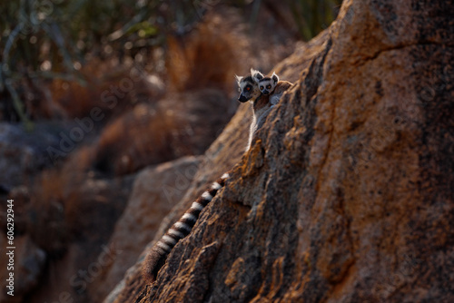 Monkey with granite rock, sunset. Madagascar wildlife, Ring-tailed Lemur, Lemur catta. Animal from Madagascar, Africa, orange eyes. Evening light sunset, Anja Nature Park. © ondrejprosicky