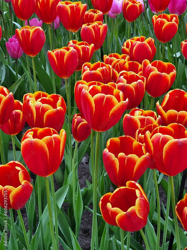 Obraz premium Blossoms of the Netherlands: Vibrant Tulip Fields in Full Bloom