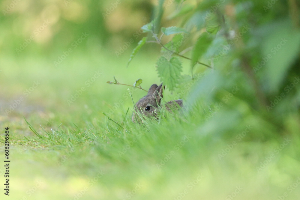 rabbit hidden in the grass, little bunny rabbit hidden in the grass, little bunny