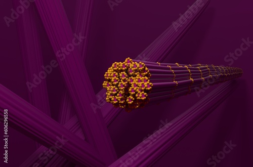 Skeletal muscle tissue in the human body - 3d illustration front view photo