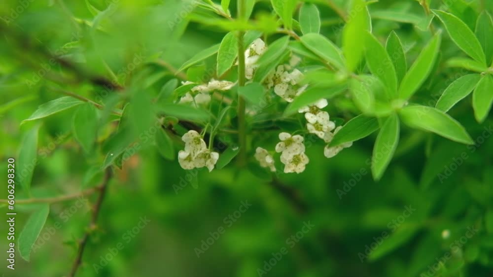 Blossoming spring Spiraea branch with small white flowers Banner. Flowering bush in the garden against green leaves. Quality video for wallpaper, travel blog, magazine, Digital billboards. Bio eco ad