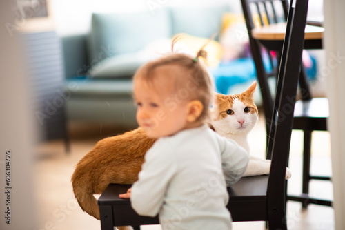 cat play with toddler girl, focused on cat face, authentic home interior