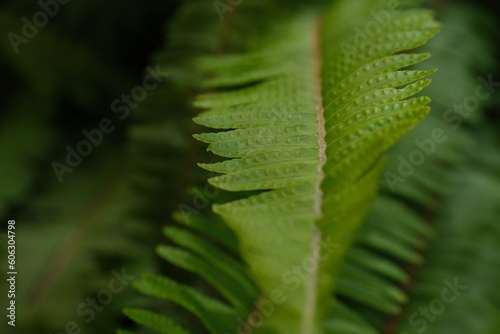 close up of leaf