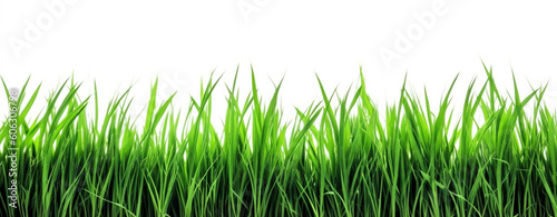 Grass isolated on white with copy space