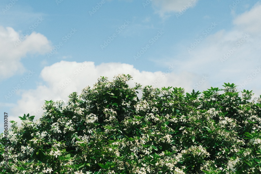 field and blue sky