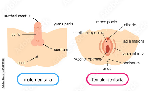 Illustration material of male and female external genitalia photo