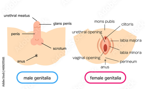 Illustration material of male and female external genitalia