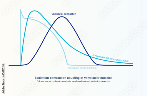 When the ventricular muscle is excited, in the action potential phase 2, calcium ions enter the cell, trigger the contraction device, and complete the electrical excitation contraction coupling.