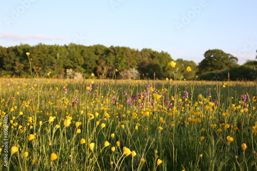Fototapeta Naklejka Na Ścianę i Meble -  UK Wildflower meadow in late Spring