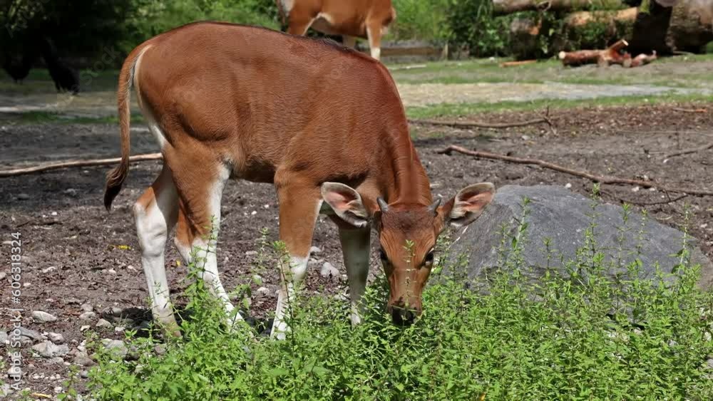Banteng, Bos javanicus or Red Bull. It is a type of wild cattle But there are key characteristics that are different from cattle and bison: a white band bottom in both males and females.
