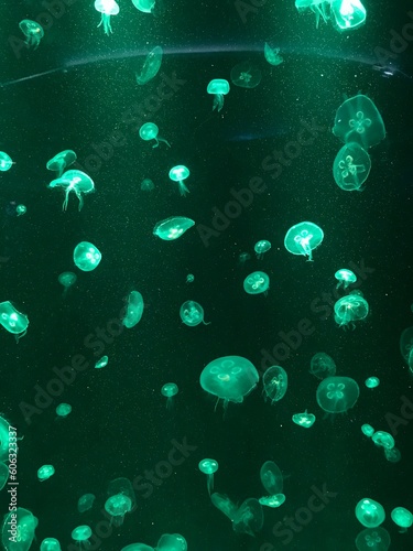 jellyfish in the aquarium