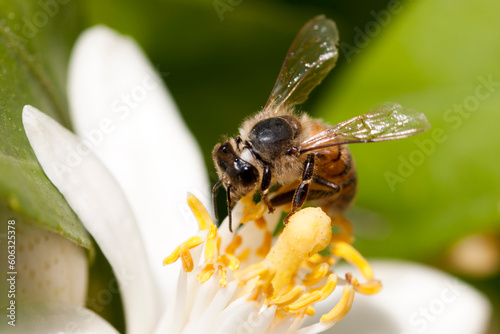 Bee picking pollen on lemon flower