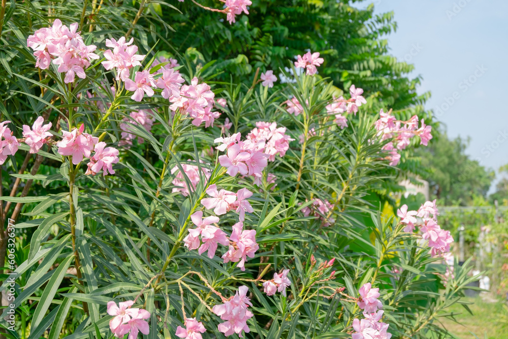 Fototapeta premium many pink flowers on the tree