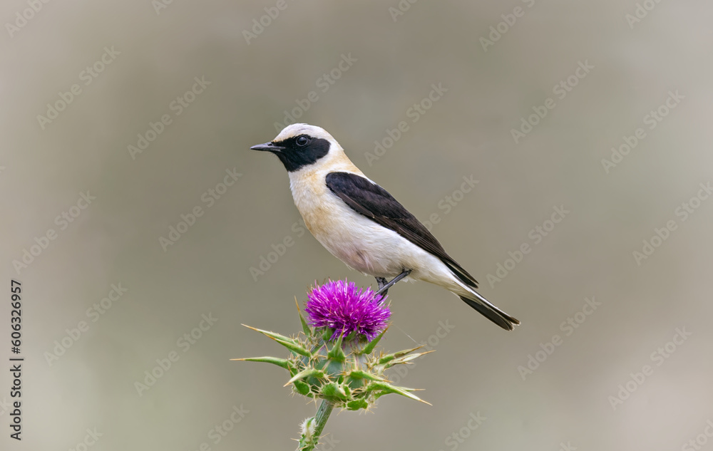 Oenanthe hispanica-Black-eared wheatear ♂ Oenanthe hispanica-Black-eared wheatear ♂