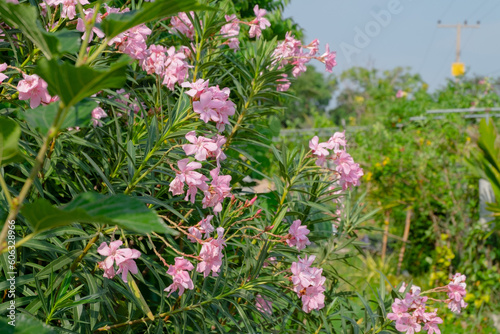 little pink ongreen tree