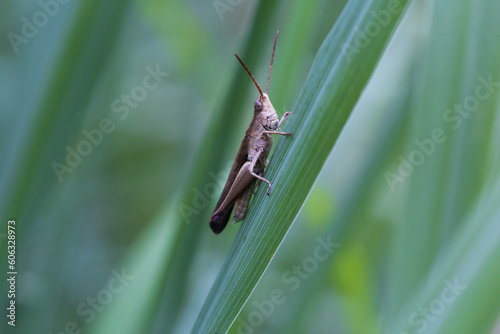 A large grasshopper clinging to a leaf
