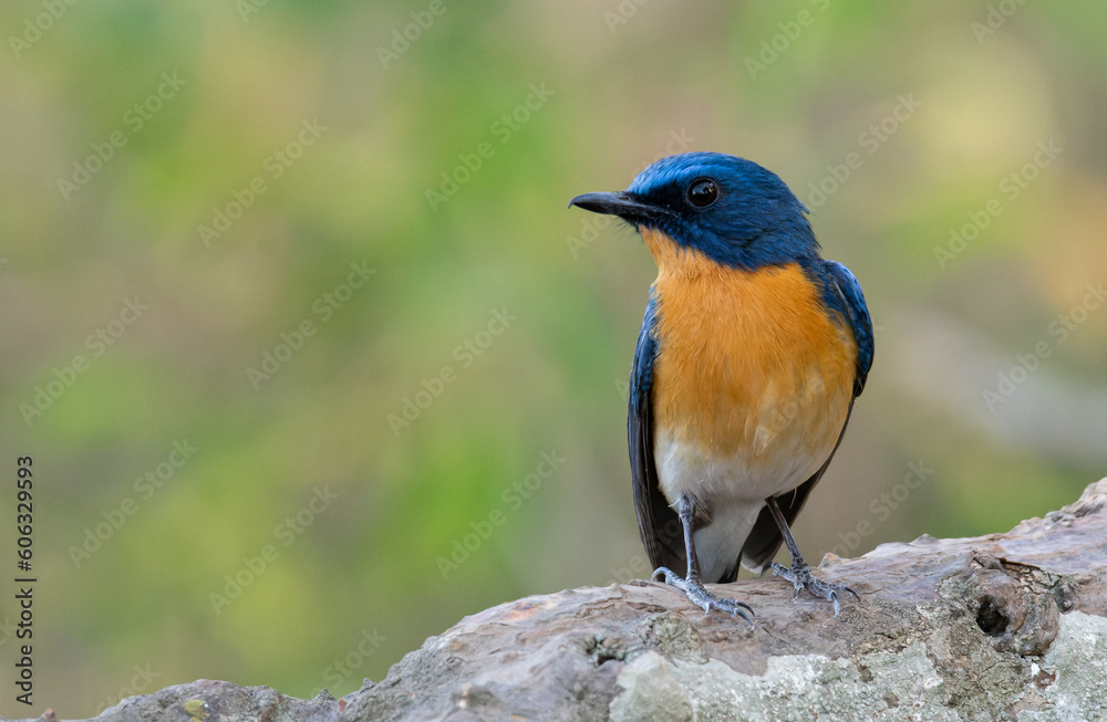 Tickell's blue flycatcher bird portrait perched on a branch Tickell's blue flycatcher bird portrait perched on a branch