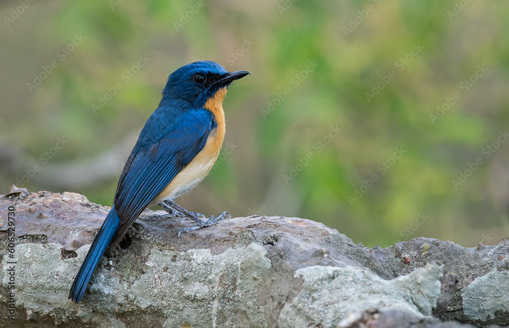 Tickell's blue flycatcher bird portrait perched on a branch