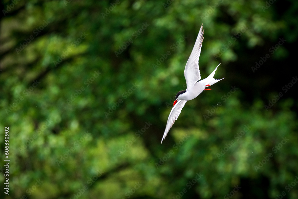 Obraz premium bird in flight