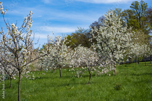 Fototapeta Naklejka Na Ścianę i Meble -  Kwitnące drzewa owocowe na łące